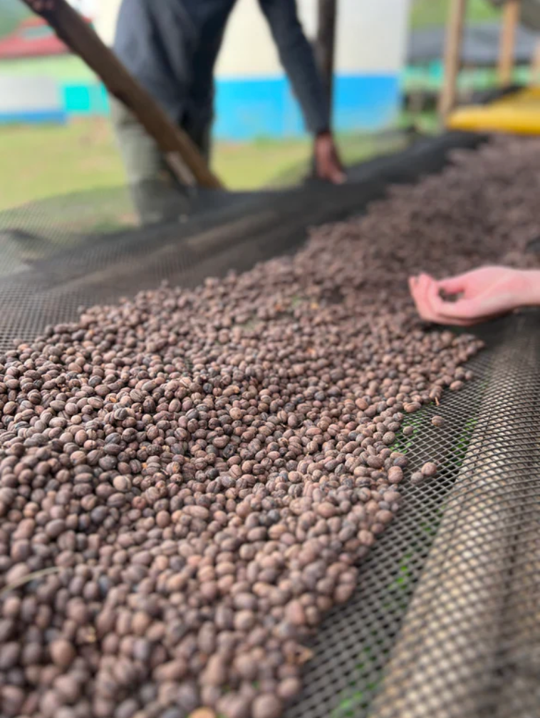 Ethiopia Gedeb Huke Natural Coffee – Strawberry & Tropical Fruit Notes